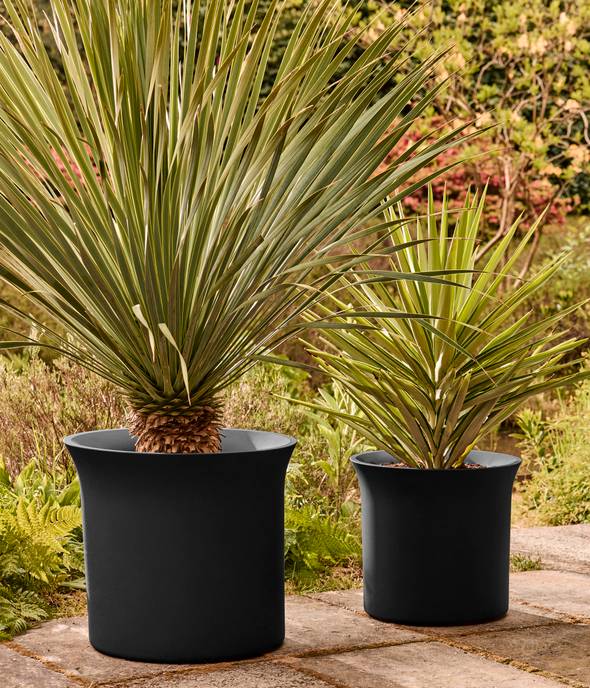 june tulip 47cm noir